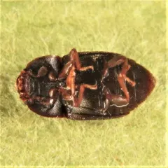 Pineapple Beetle thumbnail 4