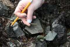 Cistenides granulata thumbnail 4