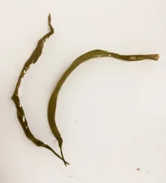 Beanweed thumbnail 2