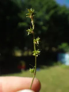 Weak Stellate Sedge thumbnail 3