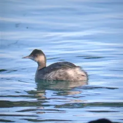 Eared Grebe thumbnail 4