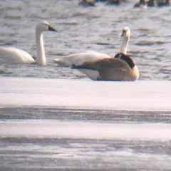 Tundra Swan thumbnail 4