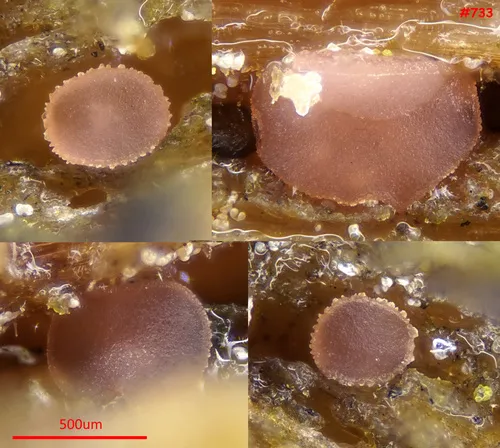 Orbilia vinosa