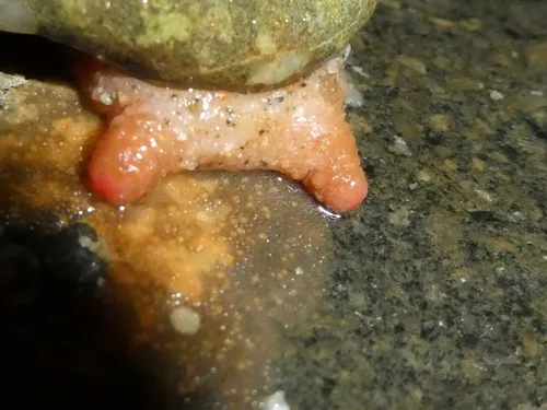 Wrinkled Tunicate