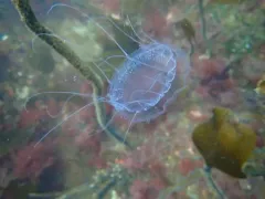Dinner Plate Jelly thumbnail 2