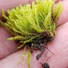 Fountain Apple-moss thumbnail 1