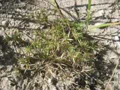 False Buffalograss thumbnail 3