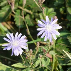 common blue lettuce thumbnail 4