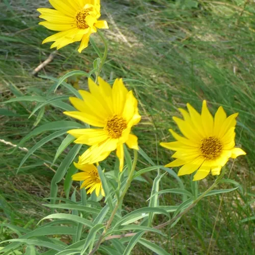 Maximilian sunflower