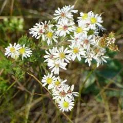 white heath aster thumbnail 5