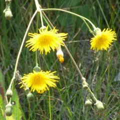 Perennial Sow Thistle thumbnail 2