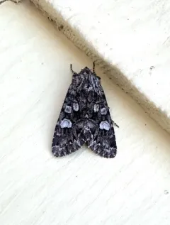 Glaucous Shears Moth thumbnail 3
