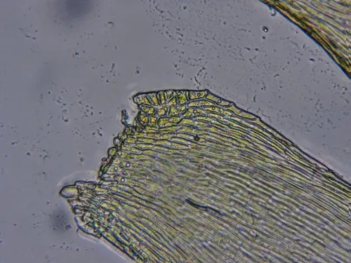 Pylaisia intricata