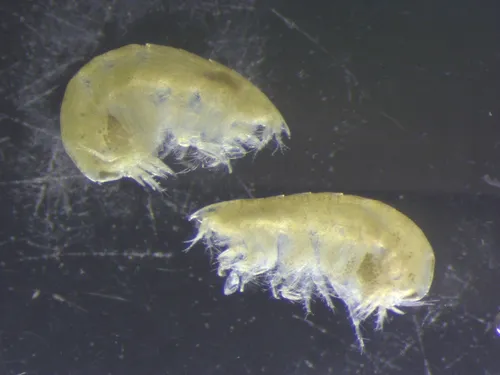 Phoxocephalus holbolli