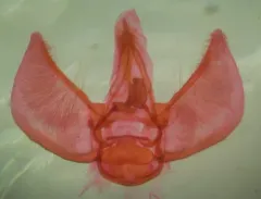 Freyer's Pug Moth thumbnail 4