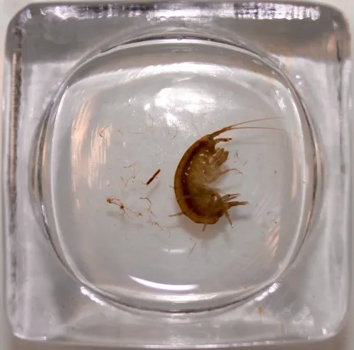 Echinogammarus finmarchicus