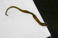 Lineus viridis thumbnail 2