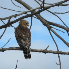 Red-shouldered Hawk thumbnail 2