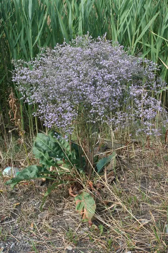 Florist's Sea-lavender