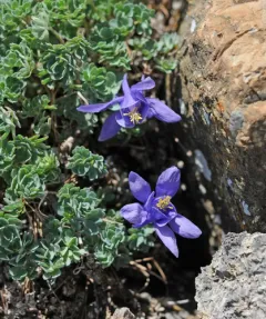 Jones' Columbine thumbnail 1