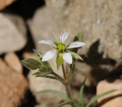 Nuttall's sandwort thumbnail 1