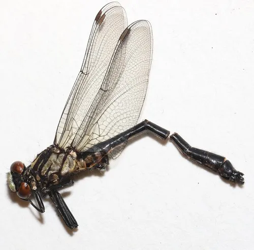 Mustached Clubtail