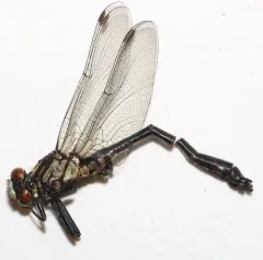 Mustached Clubtail thumbnail 1
