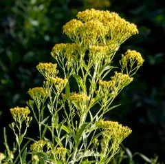 Tall Ragwort thumbnail 2