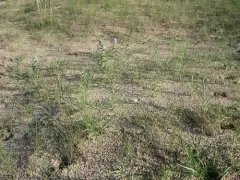 Blowout beardtongue thumbnail 2