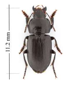 Anisodactylus nigerrimus thumbnail 4