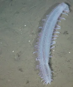 Glowing Sea Cucumber thumbnail 2