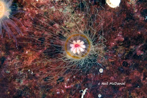 Ptychogastria polaris