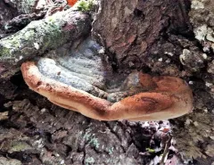 Phellinus alni thumbnail 4
