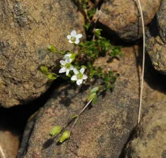 Creeping Sandwort thumbnail 2