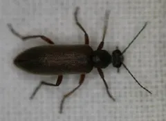 Stereopalpus vestitus thumbnail 3