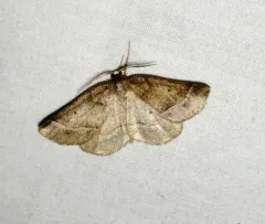 Warner's Metarranthis Moth thumbnail 3