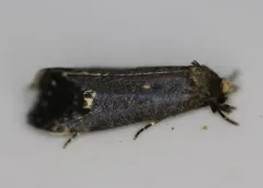 Pelecystola nearctica thumbnail 2