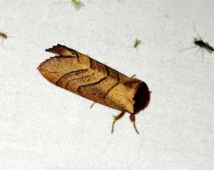 Angus' Datana Moth thumbnail 1