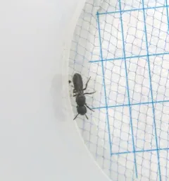 Small Scissor Bee thumbnail 2