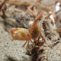 Deep Blade Shrimp thumbnail 2