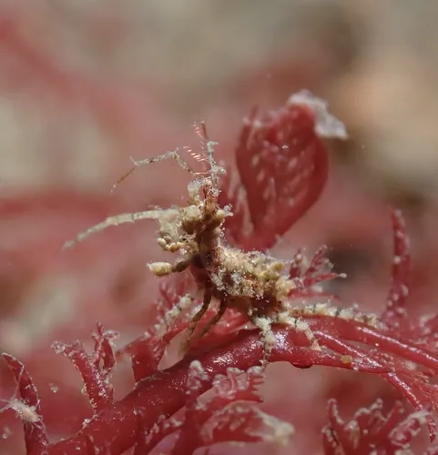 Nudibranch-mimicking Amphipod