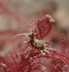 Nudibranch-mimicking Amphipod thumbnail 1