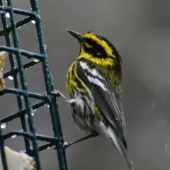 Townsend's Warbler thumbnail 2