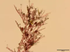 Antithamnionella floccosa thumbnail 3