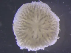 Patinella verrucaria thumbnail 4