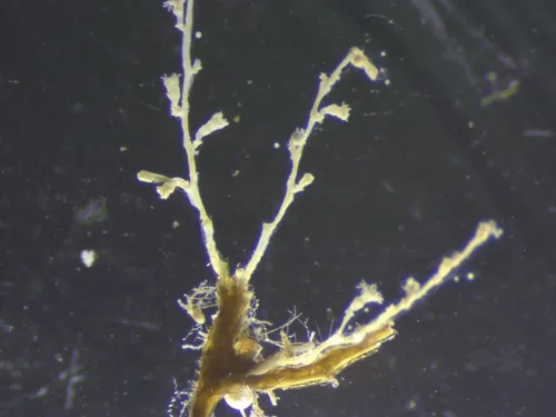 Halecium articulosum
