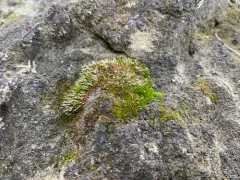 Grimmia plagiopodia thumbnail 3