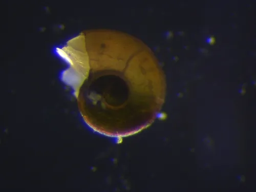 Omalogyra atomus