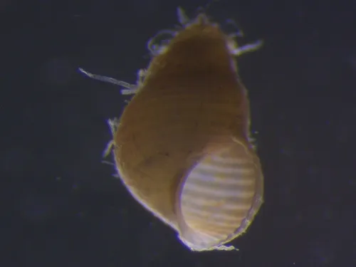 Onoba mighelsii