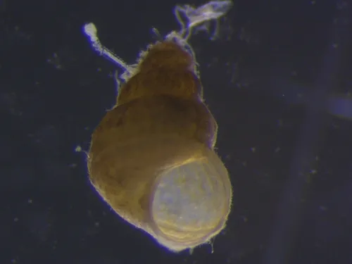 Alvania pseudoareolata